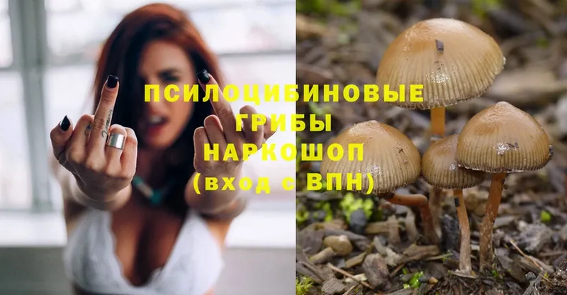 сайты даркнета наркотические препараты  Ряжск  Псилоцибиновые грибы Cubensis  omg маркетплейс 